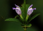 Hygrophila uliginosa
