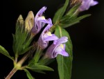 Hygrophila uliginosa