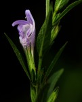 Hygrophila uliginosa