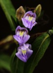 Hygrophila uliginosa