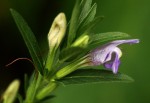 Hygrophila uliginosa