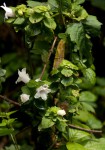 Acanthopale confertiflora