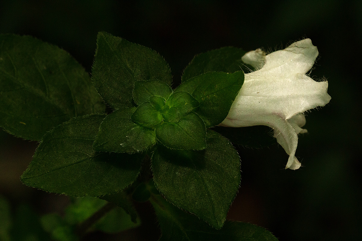 Acanthopale confertiflora Acanthopale confertiflora