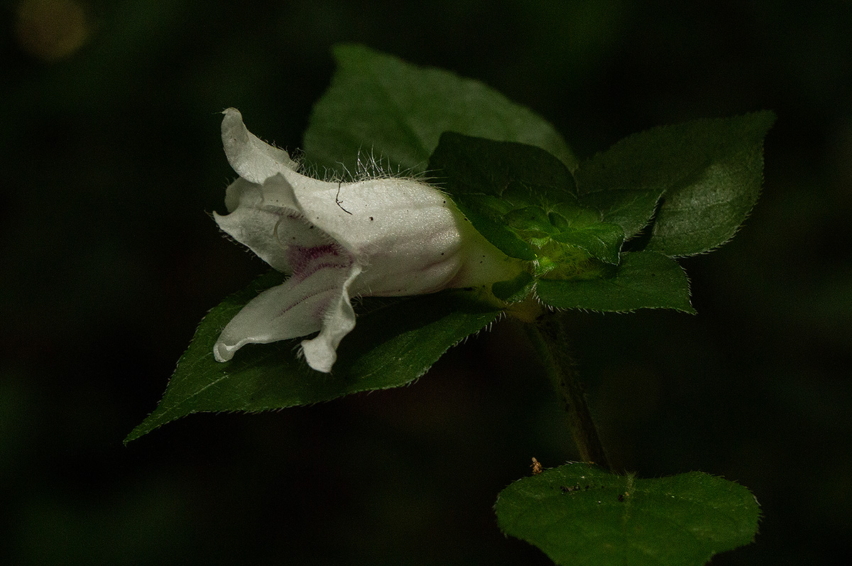Acanthopale confertiflora Acanthopale confertiflora