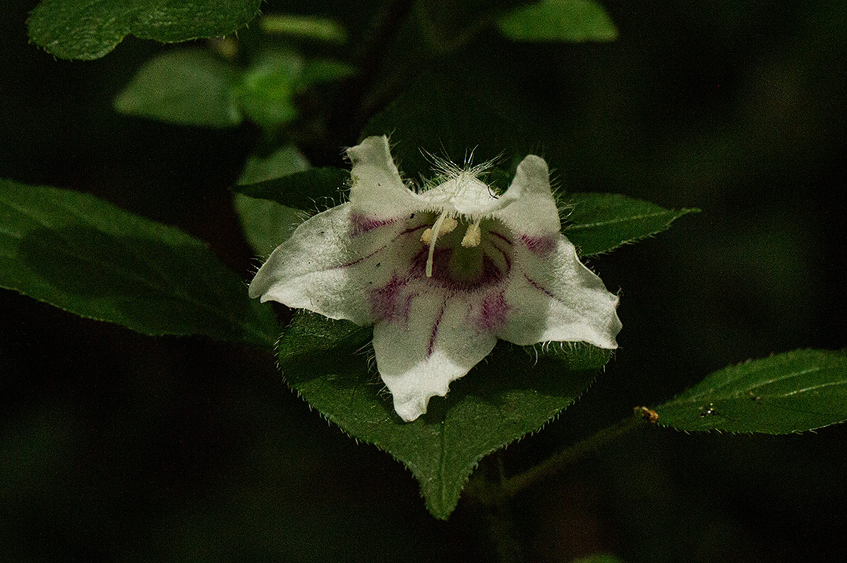 Acanthopale confertiflora Acanthopale confertiflora