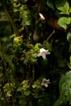 Acanthopale confertiflora