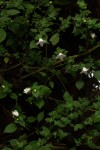 Acanthopale confertiflora