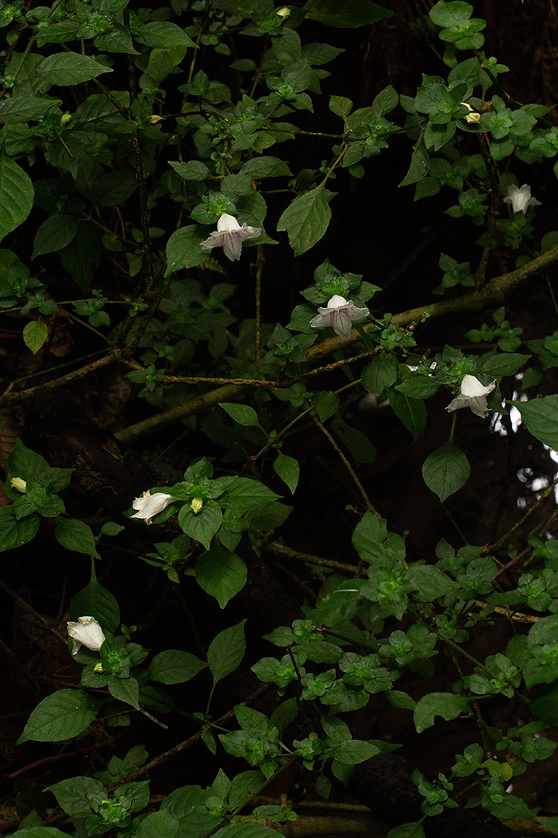Acanthopale confertiflora Acanthopale confertiflora
