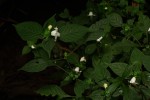 Acanthopale confertiflora