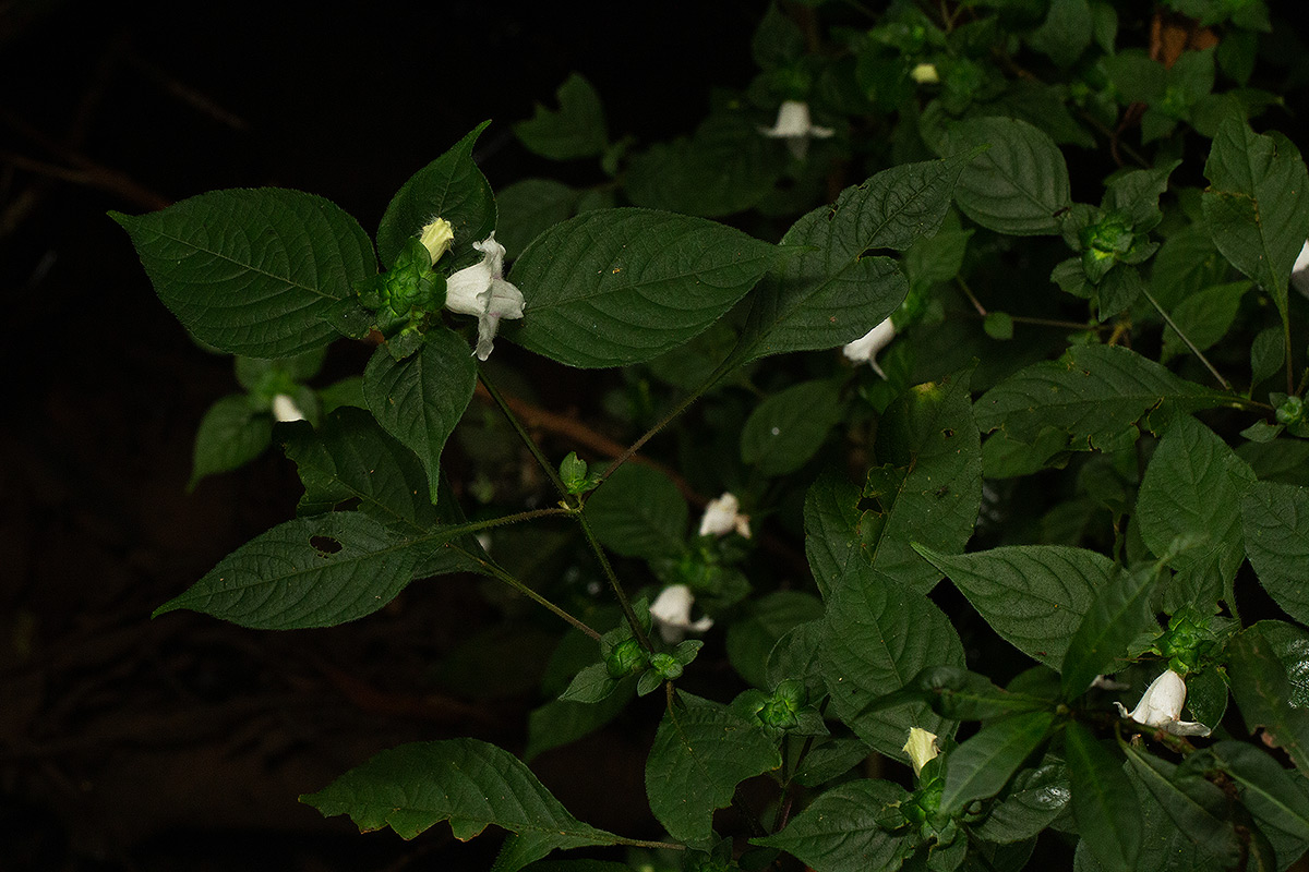 Acanthopale confertiflora Acanthopale confertiflora