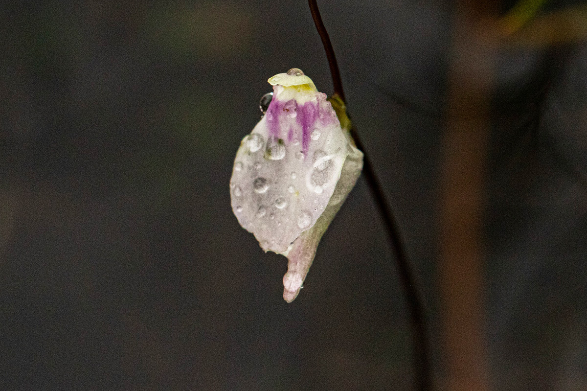 Utricularia pubescens
