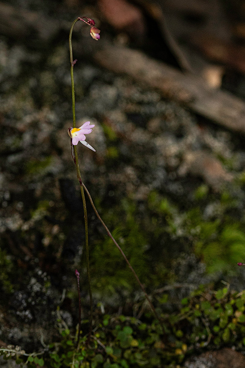 Utricularia striatula