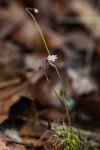 Utricularia striatula