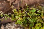 Utricularia striatula