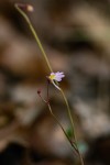 Utricularia striatula