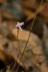 Utricularia striatula