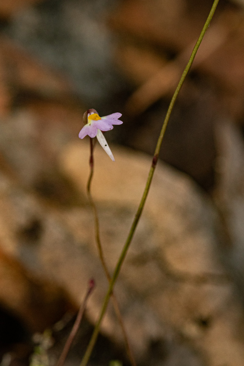 Utricularia striatula
