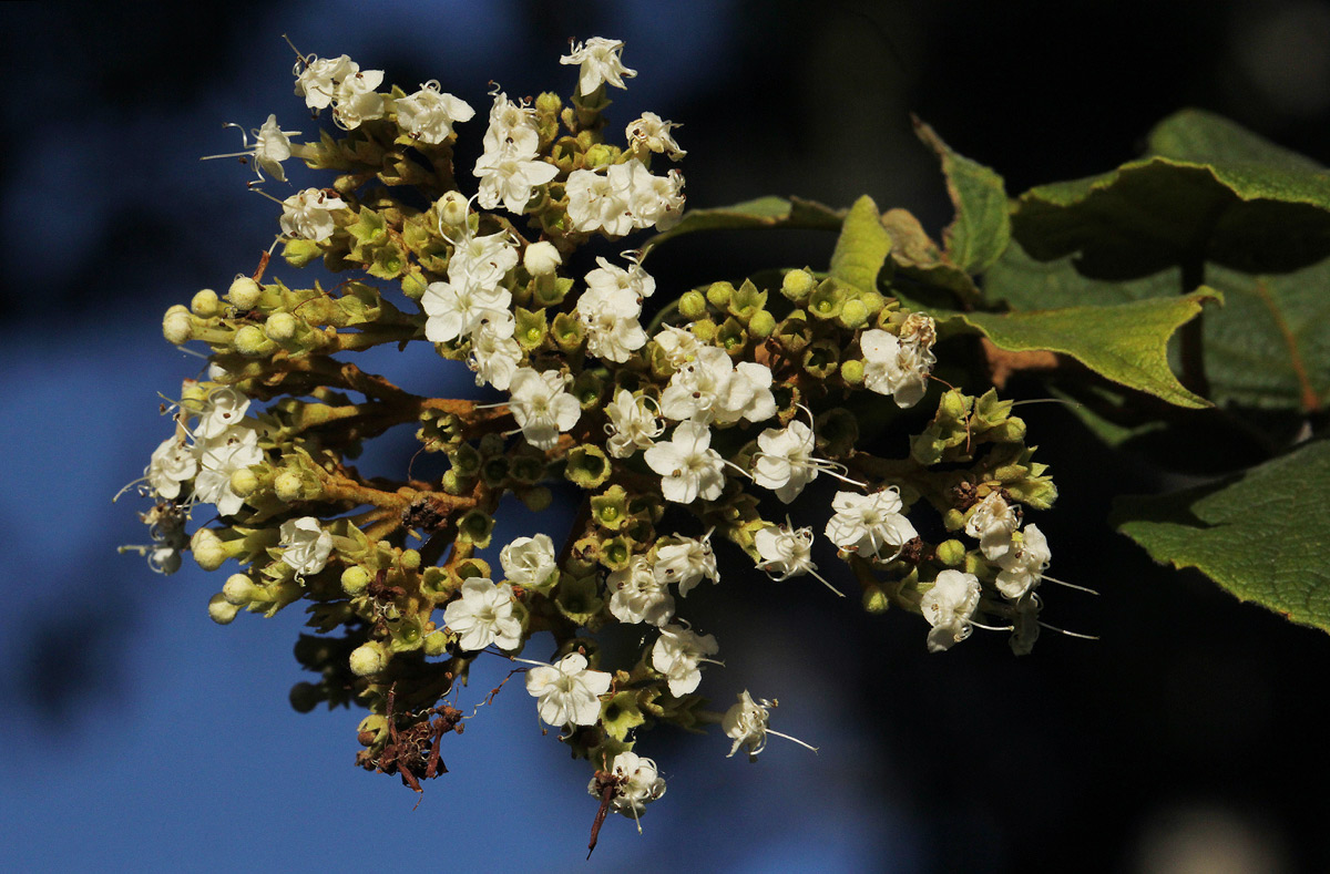 Clerodendrum johnstonii var. johnstonii Clerodendrum johnstonii var. johnstonii