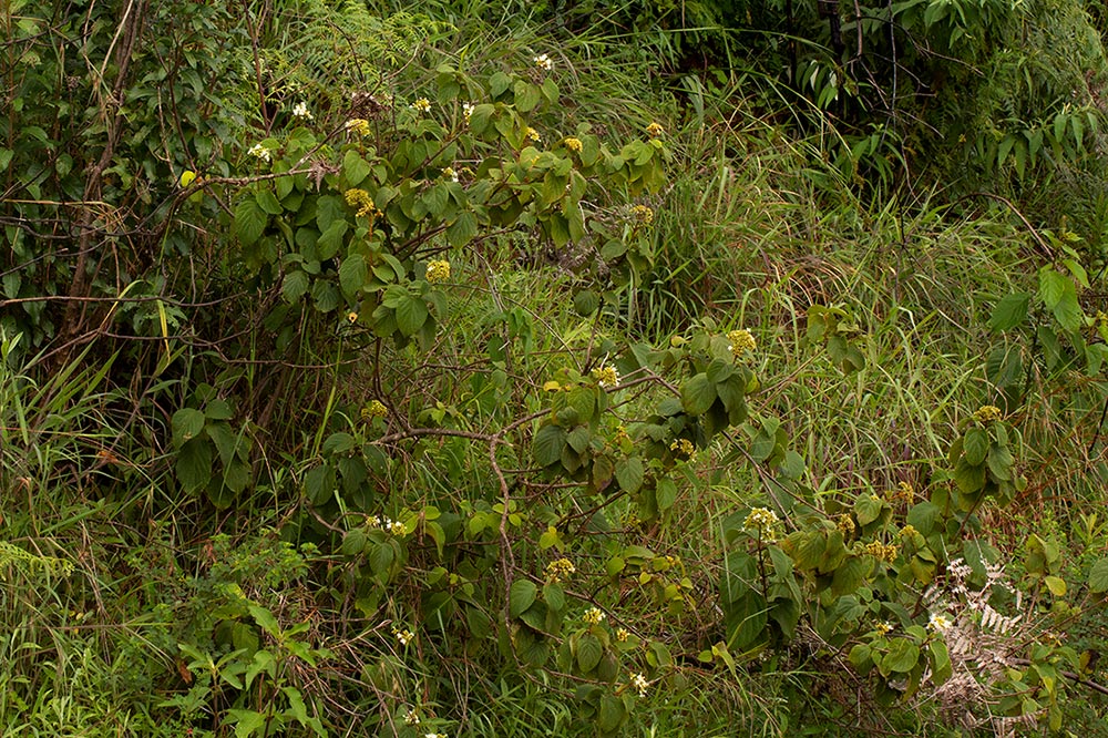 Clerodendrum johnstonii var. johnstonii Clerodendrum johnstonii var. johnstonii
