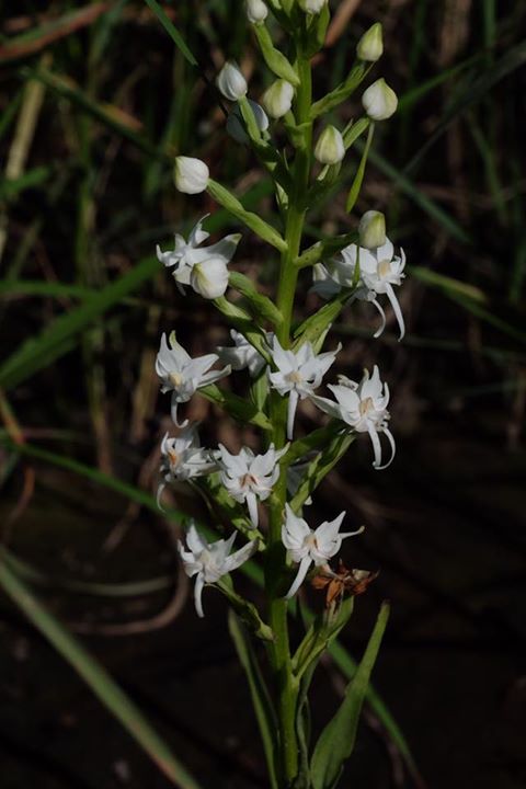 Habenaria kilimanjari Habenaria kilimanjari