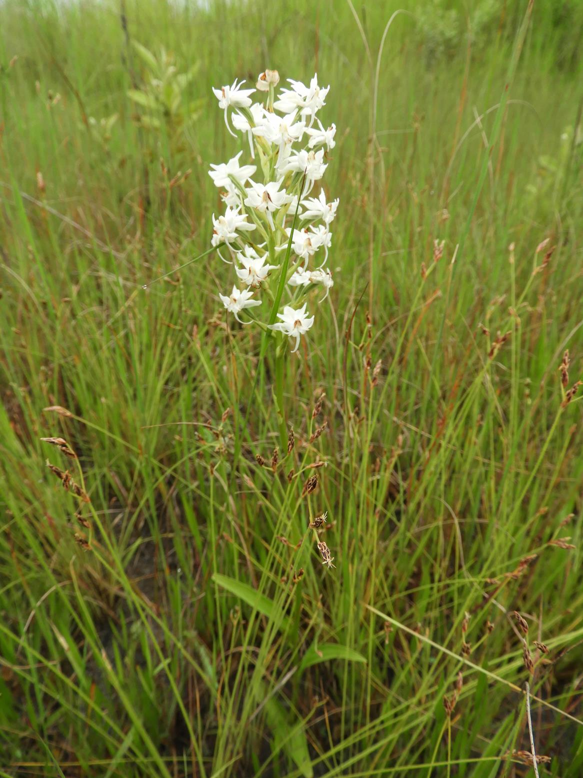 Habenaria kilimanjari Habenaria kilimanjari