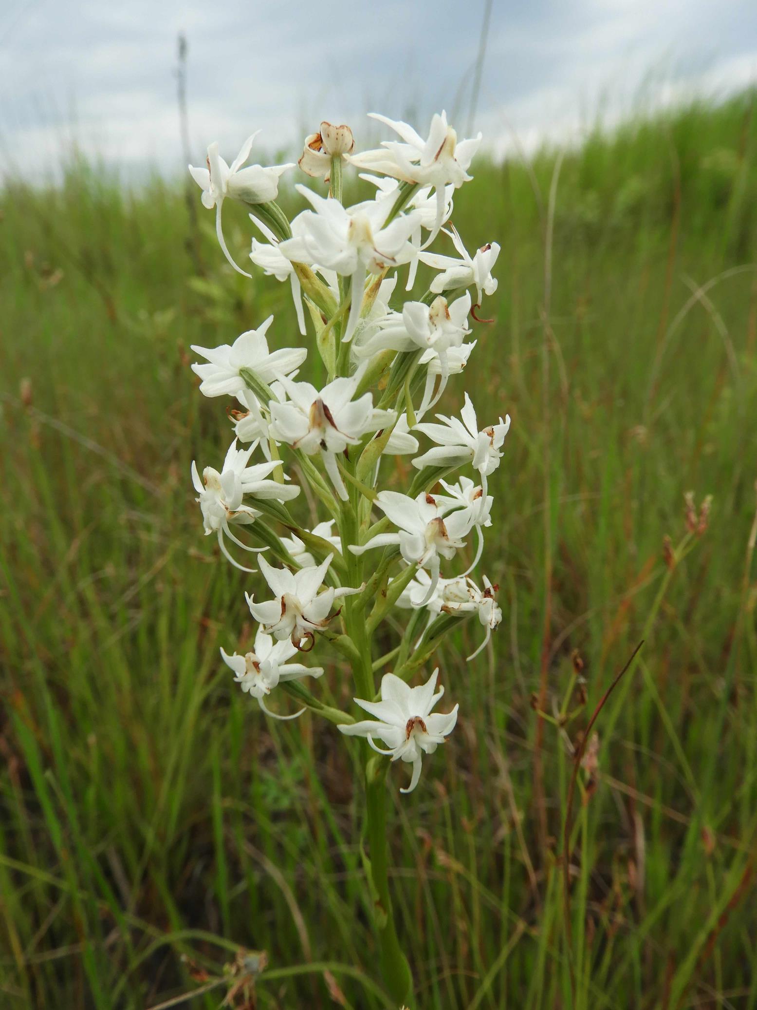 Habenaria kilimanjari Habenaria kilimanjari