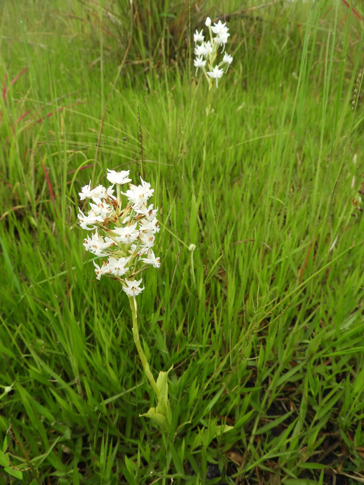 Habenaria kilimanjari Habenaria kilimanjari