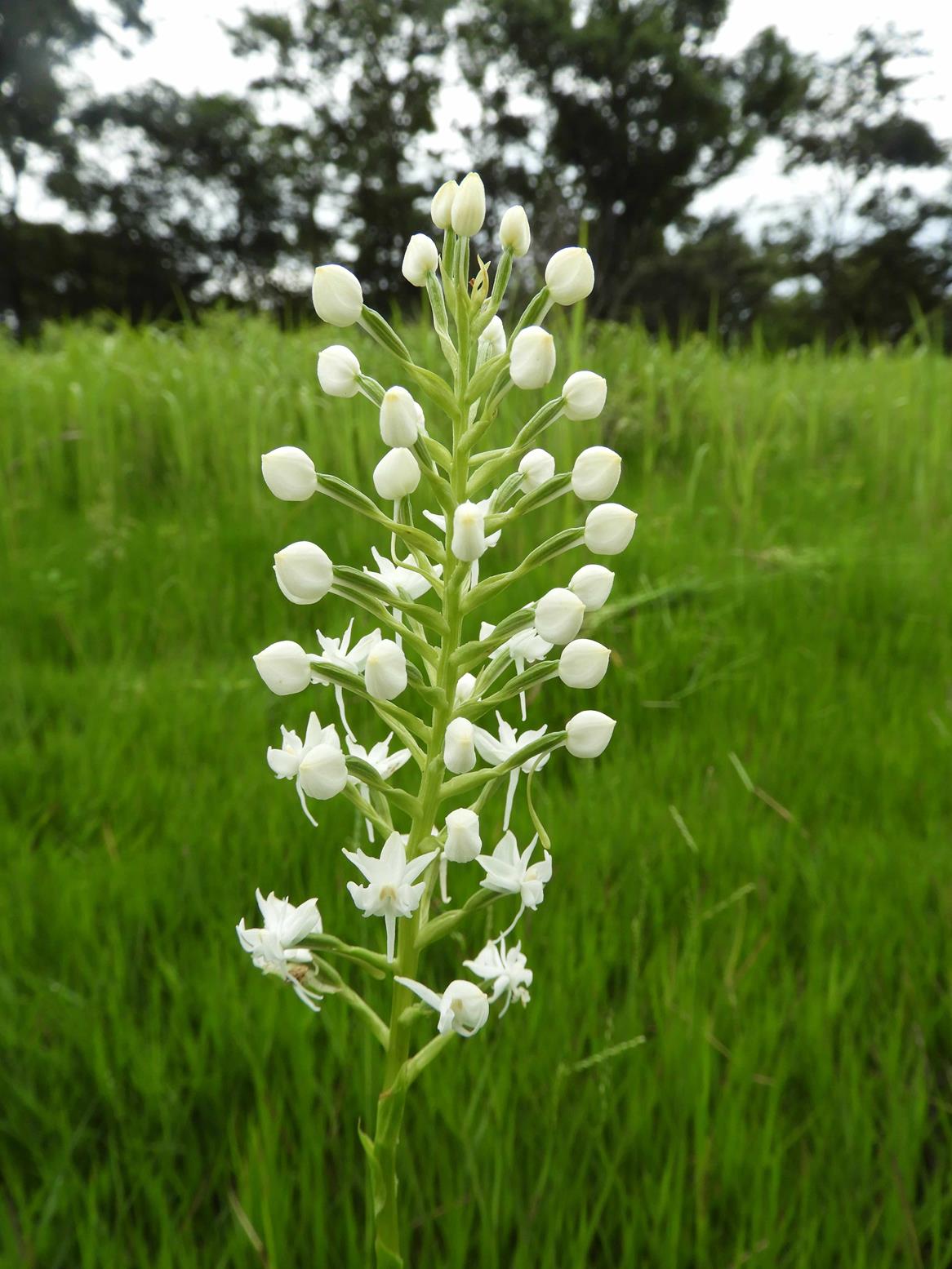 Habenaria kilimanjari Habenaria kilimanjari