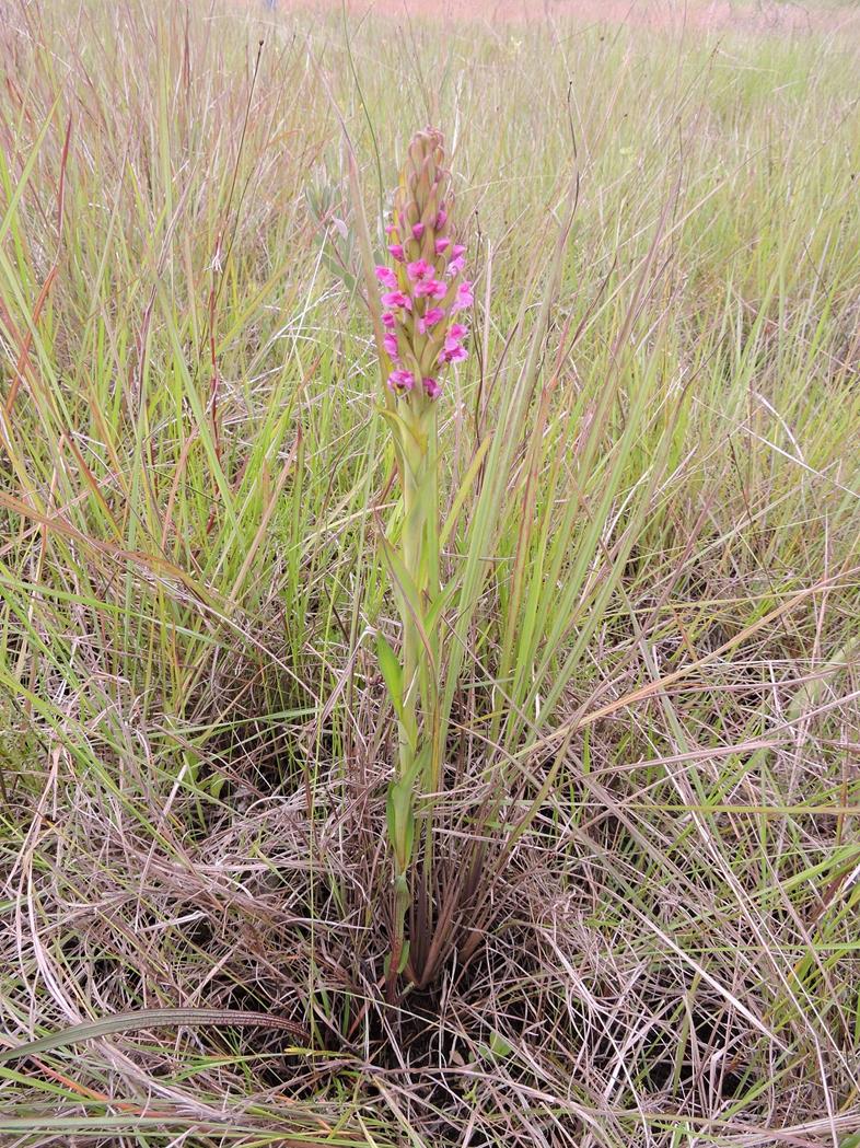 Disa aequiloba