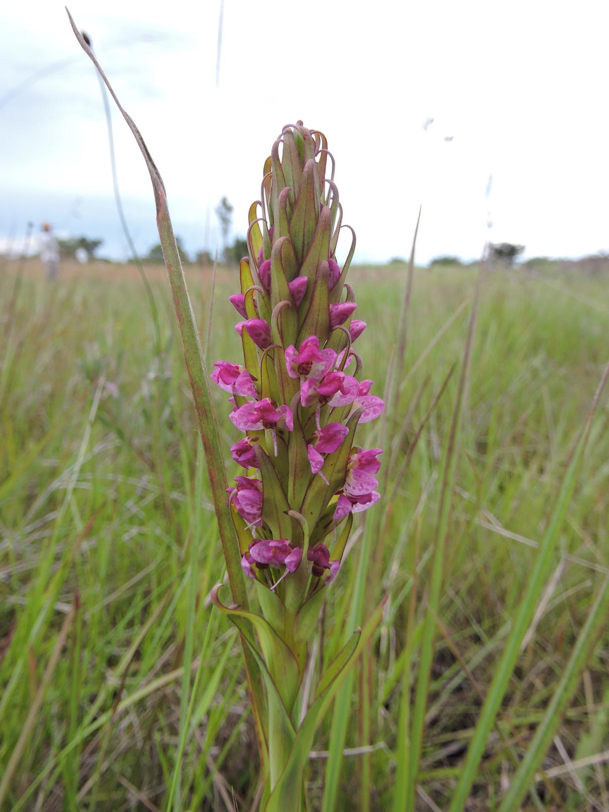 Disa aequiloba