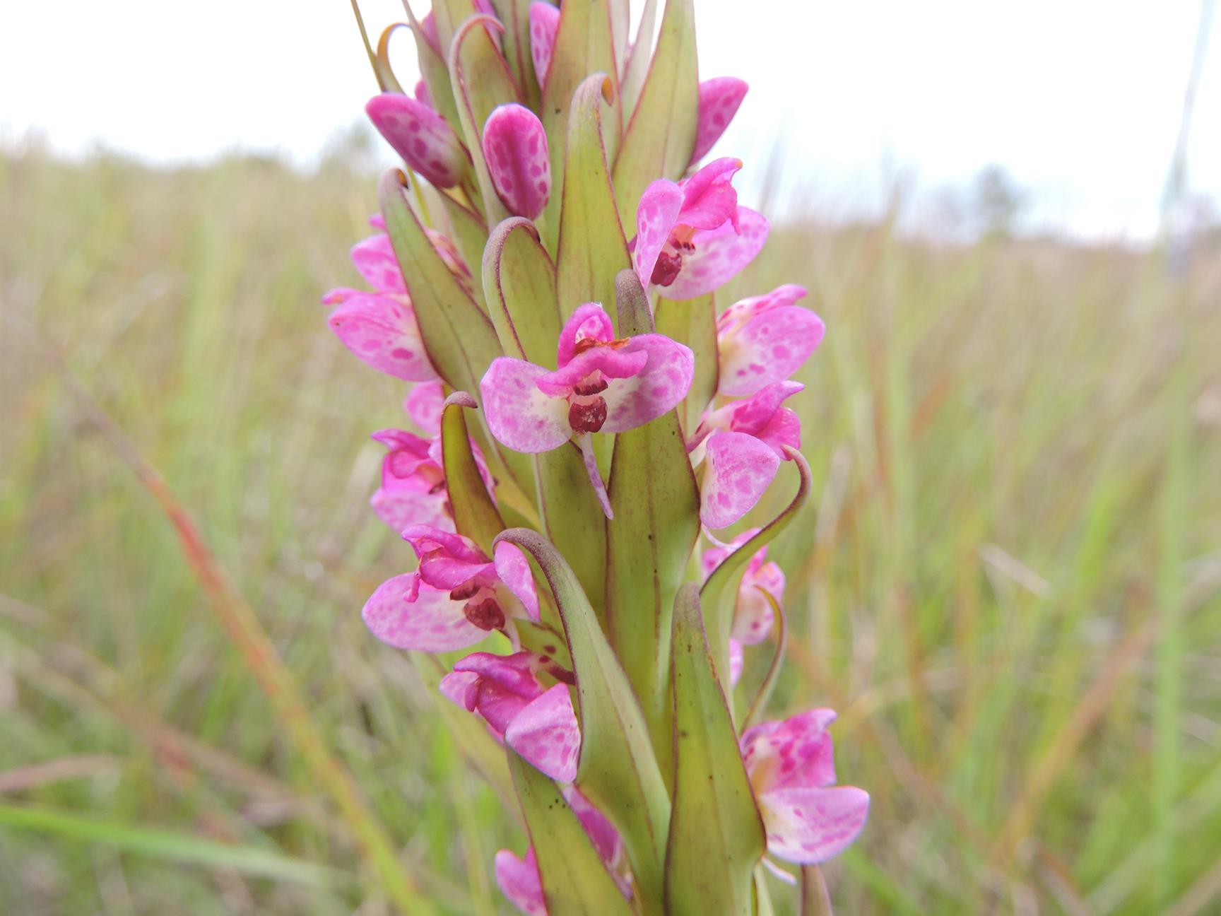 Disa aequiloba