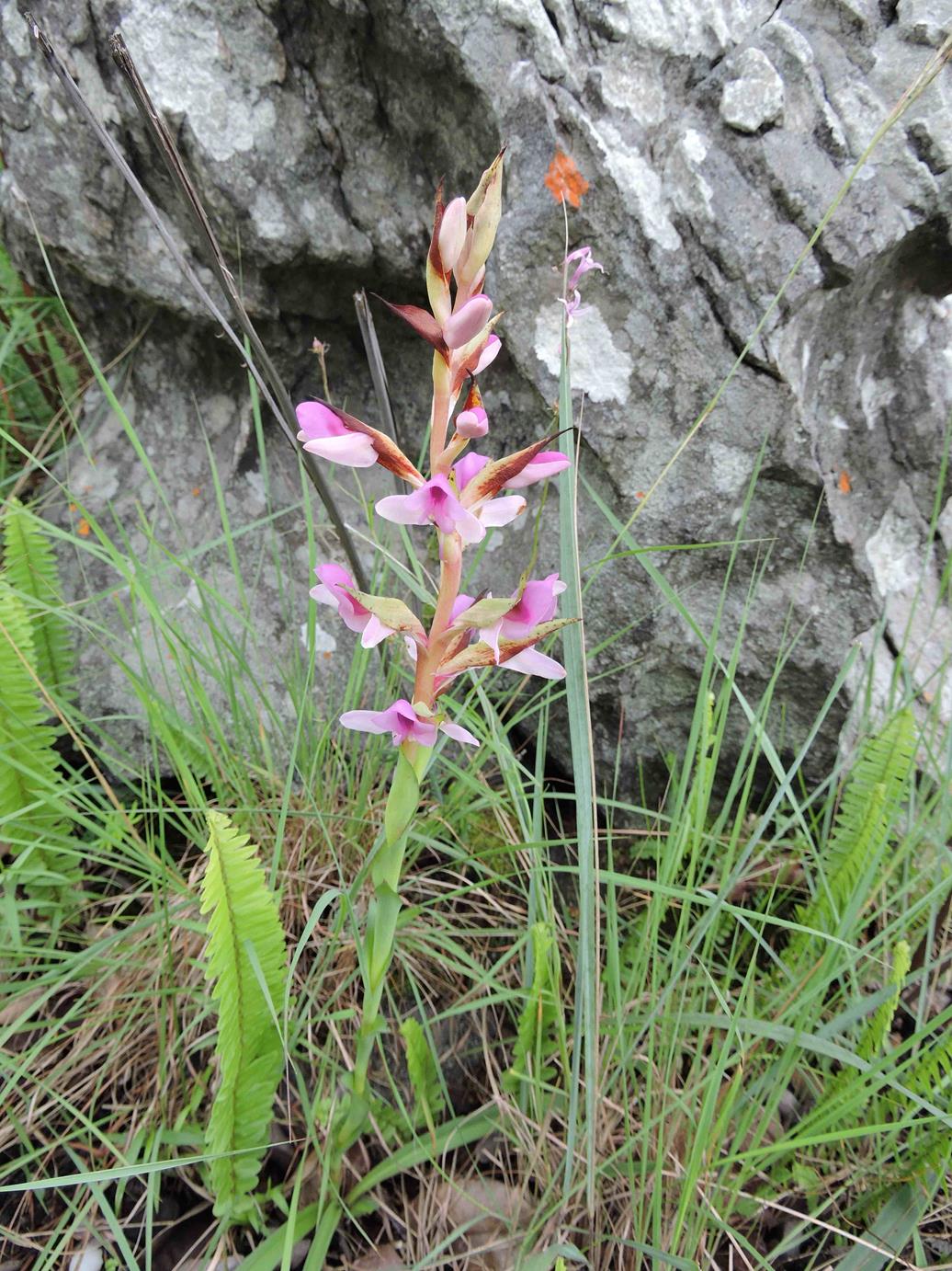 Disa engleriana Disa engleriana