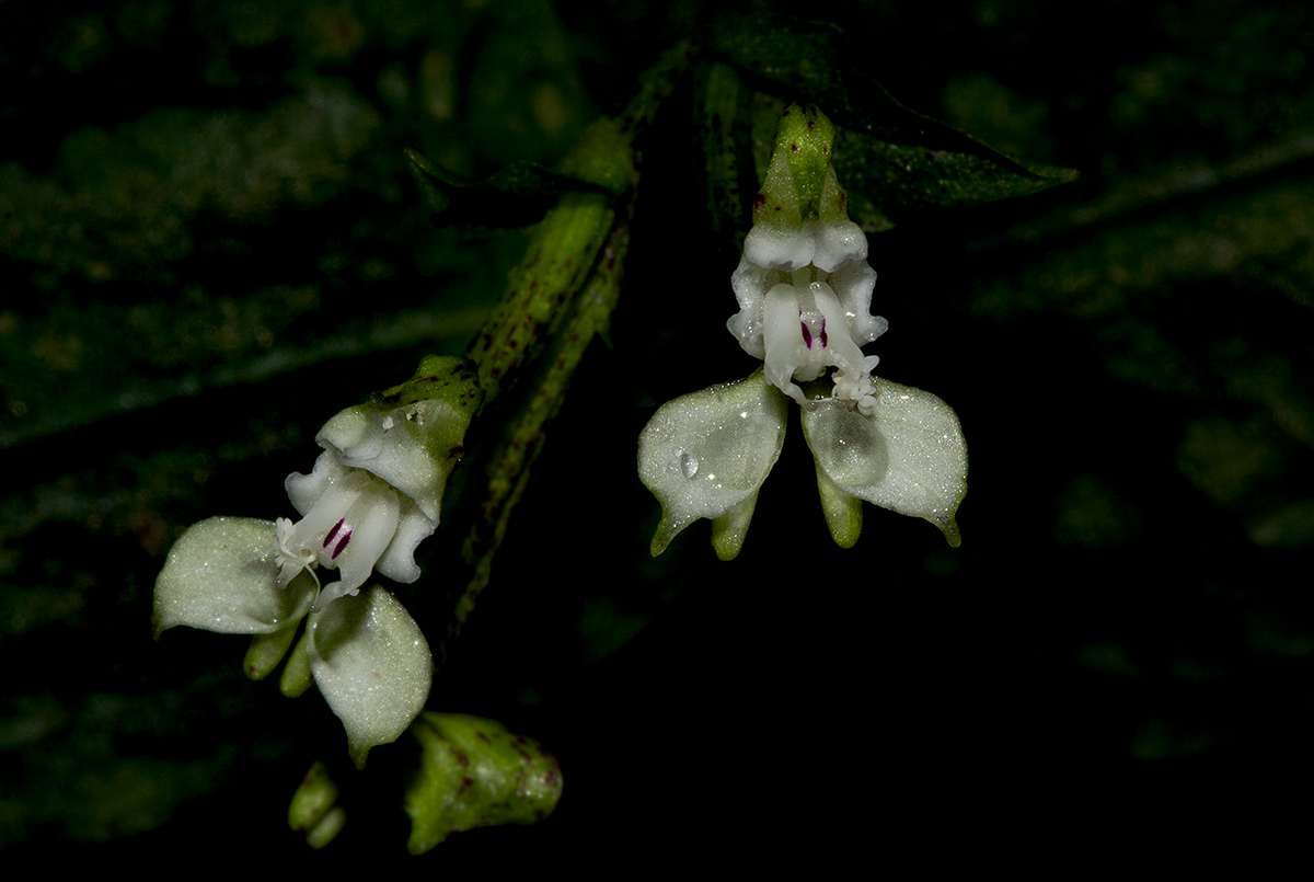 Disperis thomensis Disperis thomensis