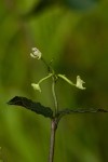 Disperis thomensis