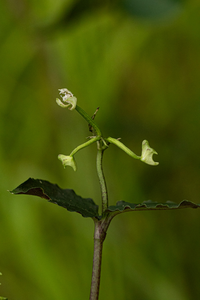 Disperis thomensis