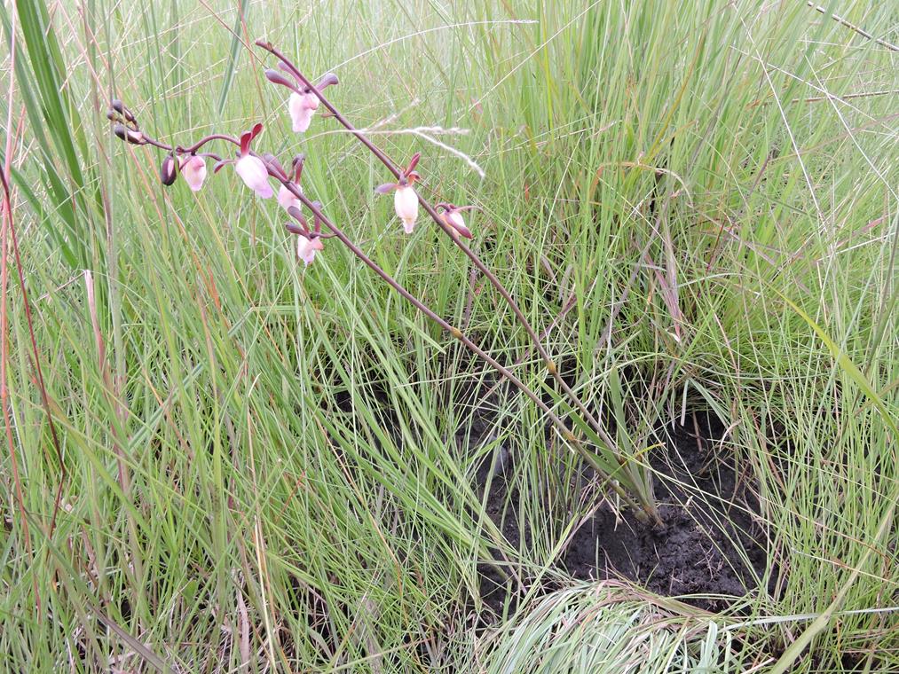 Eulophia caricifolia Eulophia caricifolia
