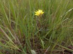 Orthochilus nuttii
