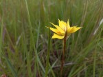 Orthochilus nuttii