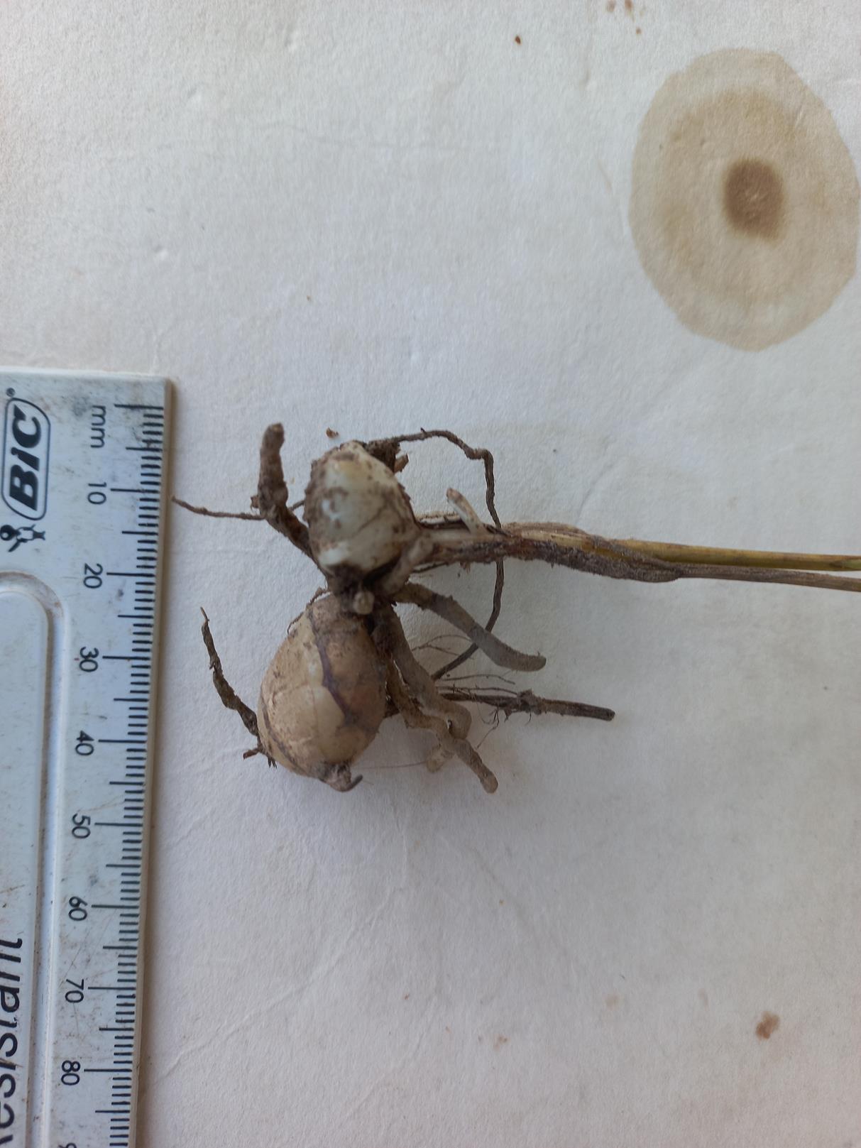 Orthochilus nuttii Orthochilus nuttii