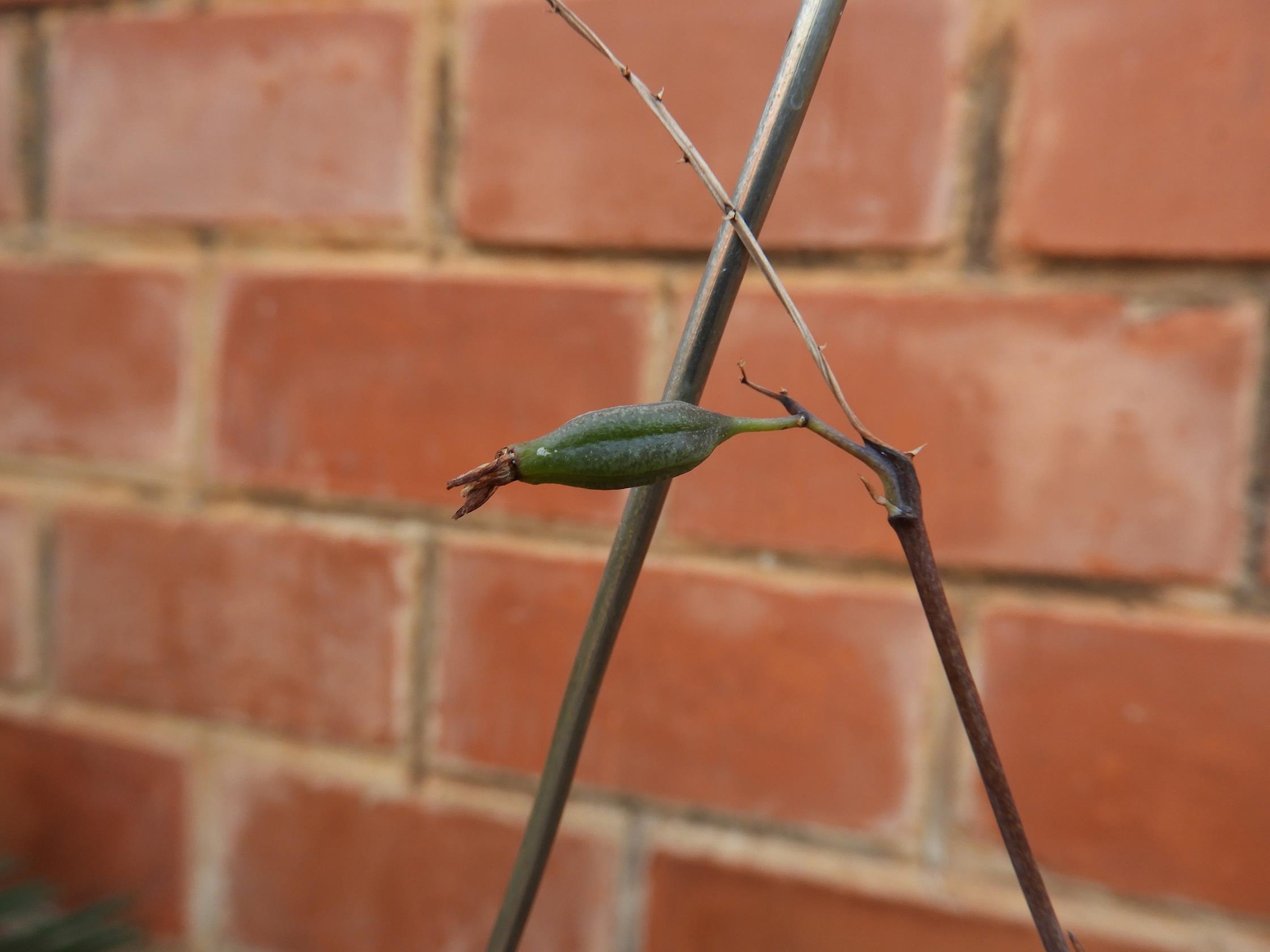 Graphorkis lurida