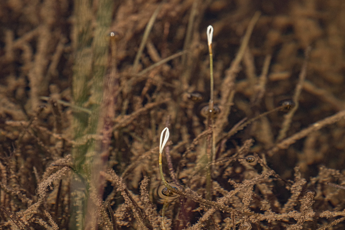 Blyxa radicans Blyxa radicans