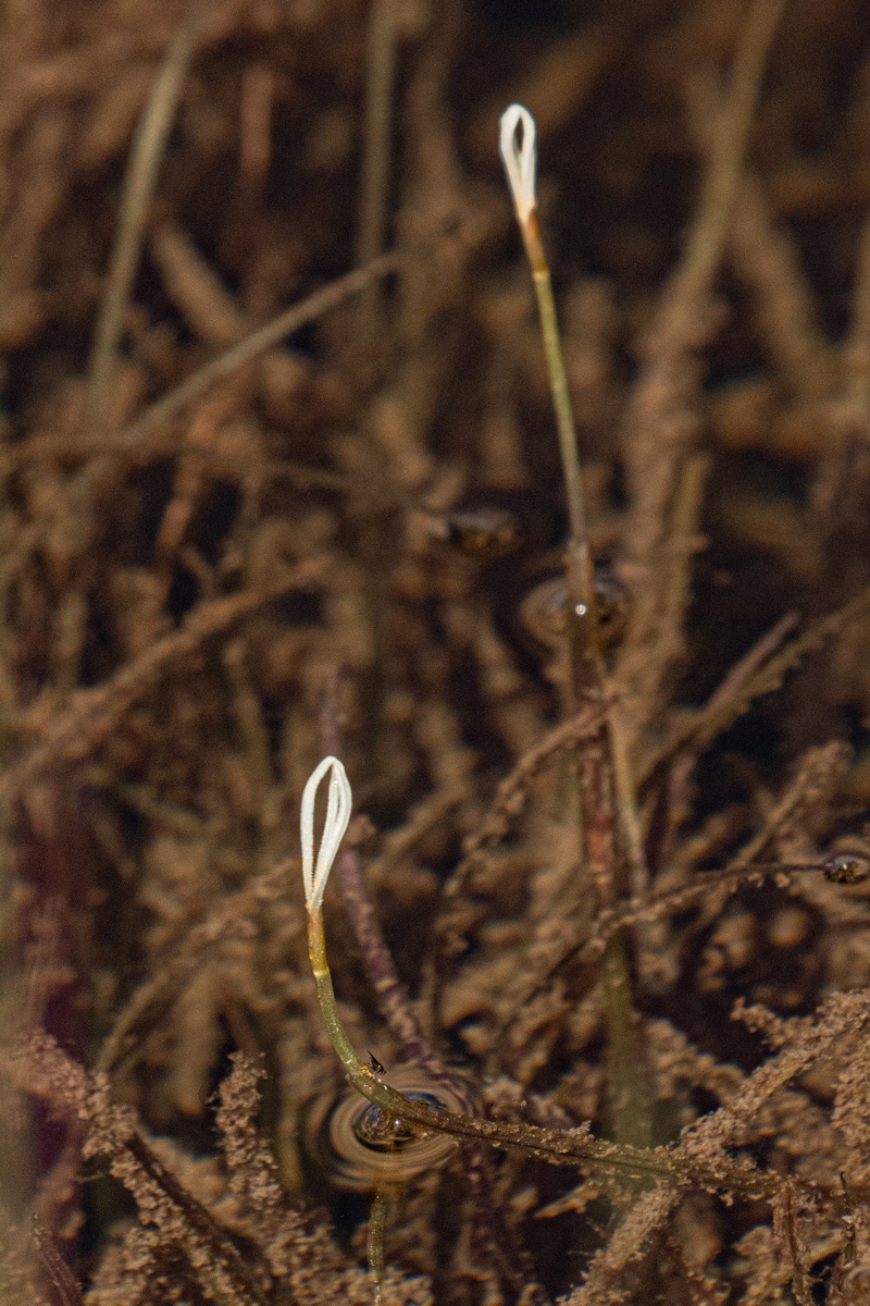 Blyxa radicans Blyxa radicans