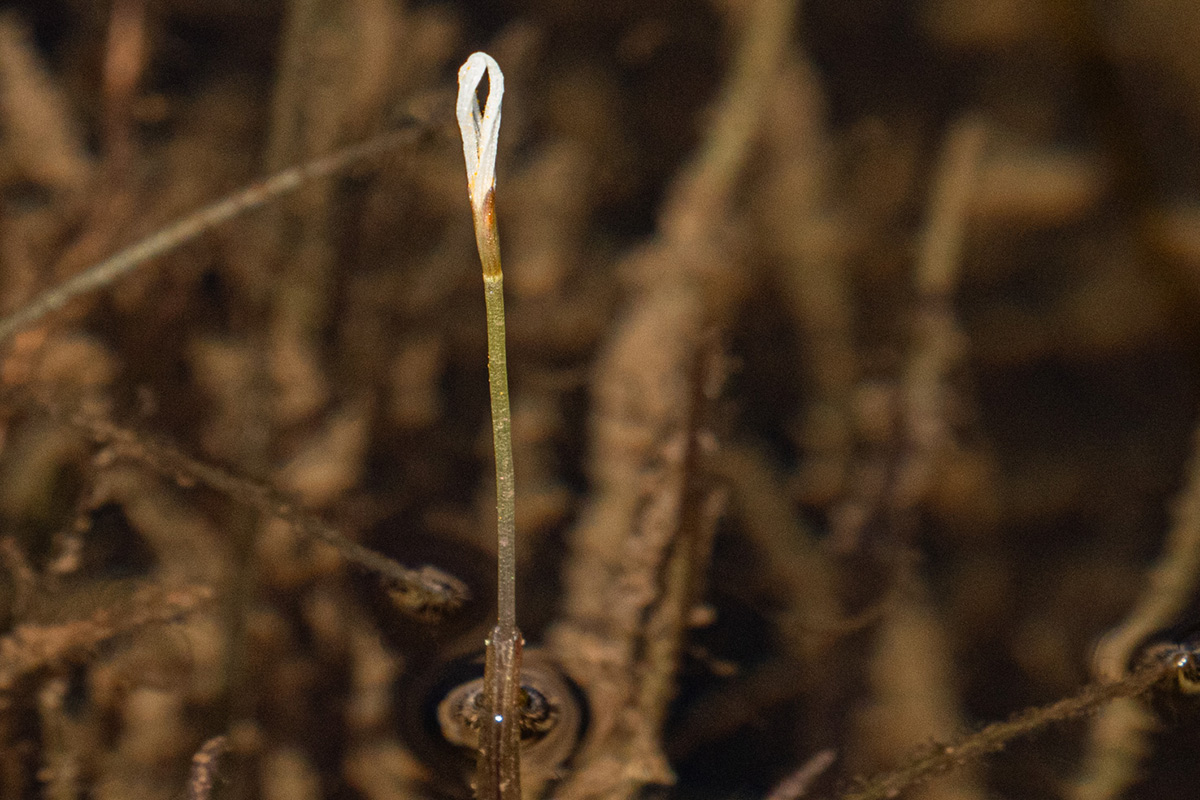 Blyxa radicans Blyxa radicans