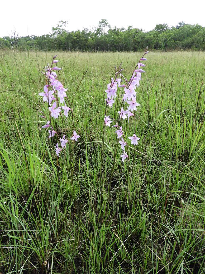 Gladiolus laxiflorus Gladiolus laxiflorus