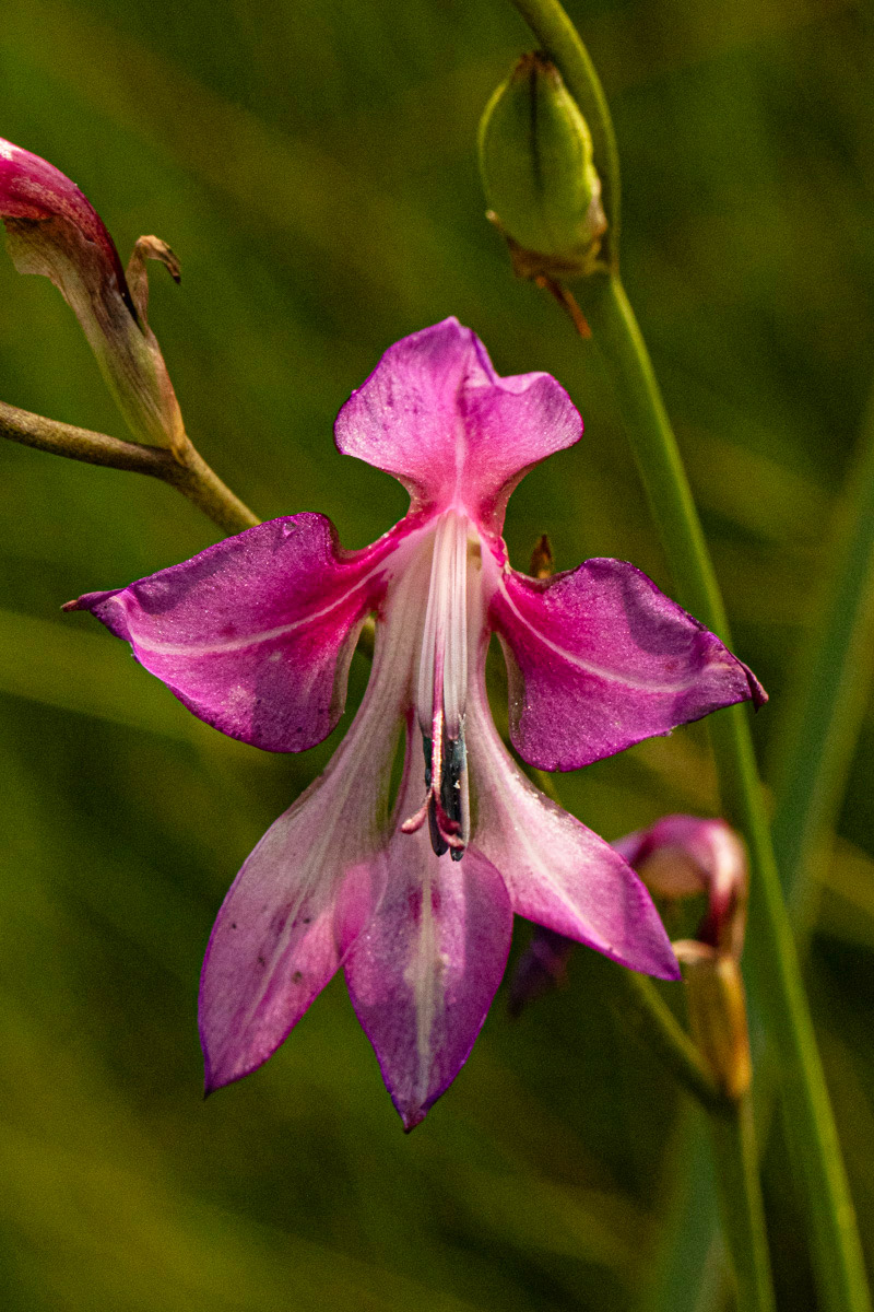 Gladiolus laxiflorus Gladiolus laxiflorus