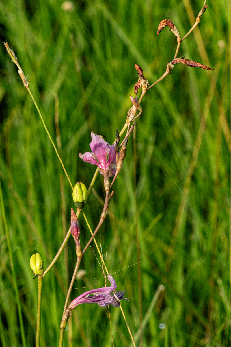 Gladiolus laxiflorus Gladiolus laxiflorus