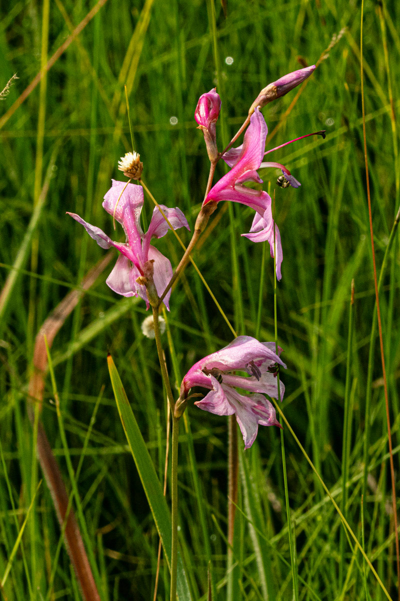 Gladiolus laxiflorus Gladiolus laxiflorus