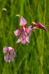 Gladiolus laxiflorus