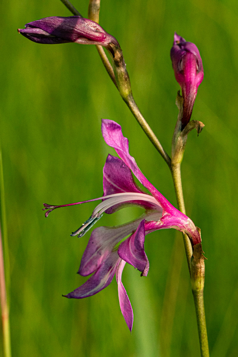 Gladiolus laxiflorus Gladiolus laxiflorus