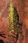 Pityrogramma calomelanos var. aureoflava
